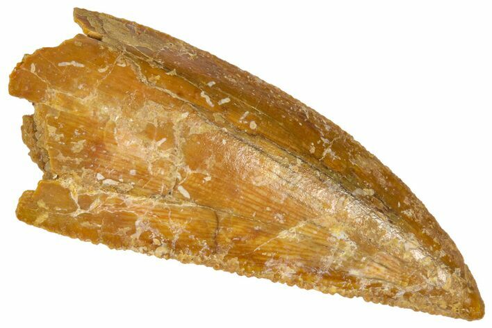 Serrated Raptor Tooth - Real Dinosaur Tooth #361018